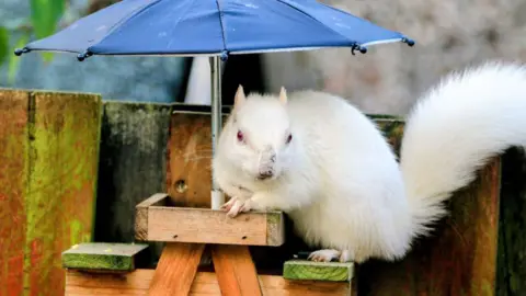 Dennis Swanson A white squirrel on a bird feeder.