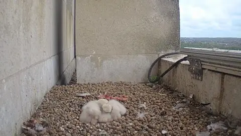 University of Leeds Four peregrne falcon chicks huddled together on the top of a university building in Leeds. 