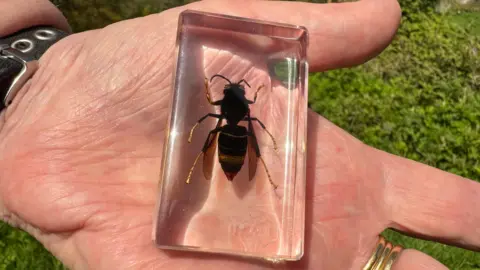 A close up that shows a hand holding a clear display case with an Asian hornet. 