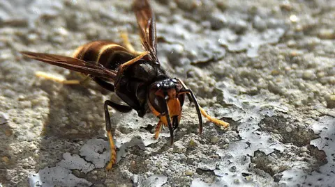 Asian hornet photographed on a rock. The insect is dark brown with a yellow head and partially yellow legs and yellow stripes on its dark body