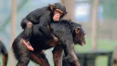MonkeyWorld A chimpanzee walks on all fours, shot in profile. Another much smaller chimp clings to its back and looks towards the camera.
