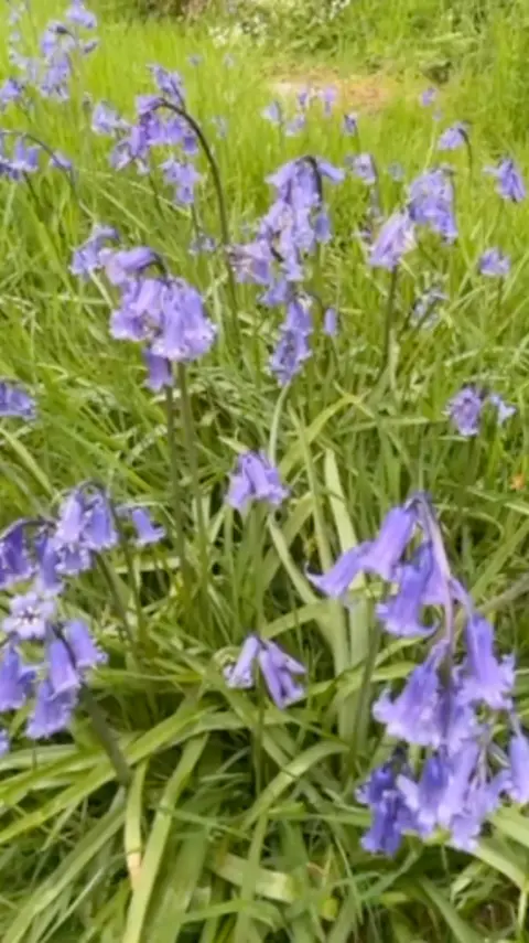 Bluebells in the grass