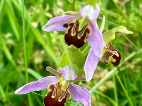 BBC Weather Watchers/Stricklyballrrom Three purple and yellow orchids, among green stalks.
