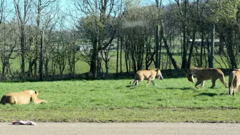Four lions carry meat in their mouths. One is already lying down, eating.