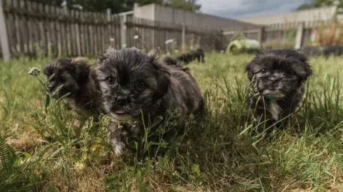 Blue Cross Three puppies, dark in colour, walk through grass. 