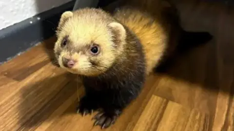 North Yorkshire Police A ferret, stood on a brown laminate floor, stares past the camera.