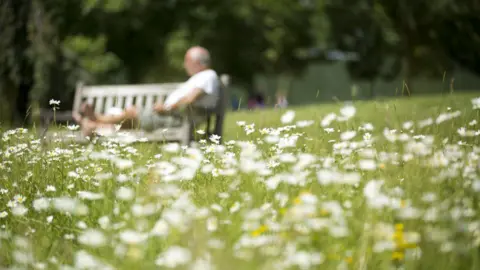 PA Media A picture taken low to the ground in a field of daisies with a man sitting on a bench who is blurred in the background. It's a sunny day and he is wearing shorts and a t-shirt