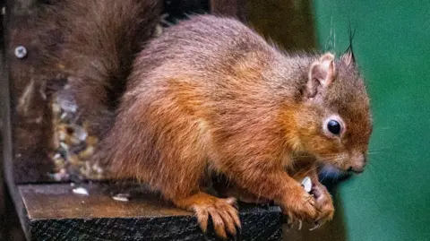 A red squirrel sitting on a wooden feeding platform grasping food