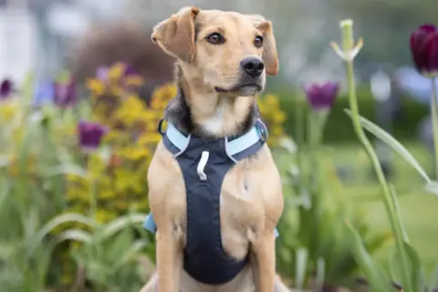 Ellen Cooper Phoebe, a black and tan dog wearing a chest harness. She is nestled among flowers and is looking off to the right