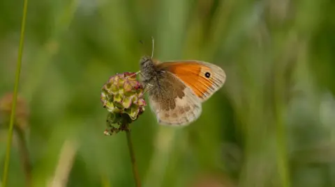 Jim Asher A small heath butterfly on a flower stem. It is brown and orange and has a black eyelet spot on the top of its wing.