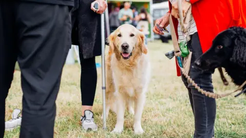 North East Dog Festival A golden retriever looks towards the camera, stood close to his owner, who is walking with the use of a grey cane.