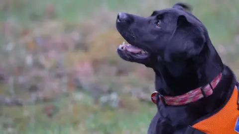Flash - Black dog in profile looking up, wearing an orange vest and a patterned collar, outdoors on grass.