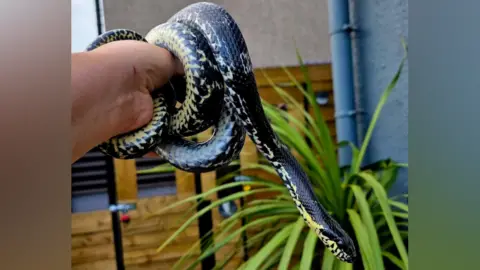 Pet Encounter Cumbria A kingsnake is curled around a person's hand. The snake has black and yellow scales. There is a green plant in the background. 