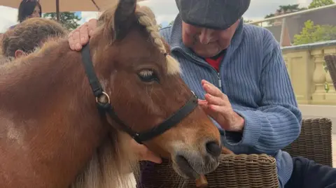 Mr Kelloggs, a brown, miniature horse is pictured close up with his neck and head in shot. He is wearing a bridle, has a plait in his beige mane and is being patted on the nose by a man in a blue jumper, and wearing an grey, flat cap. The man is sitting in a wicker chair.