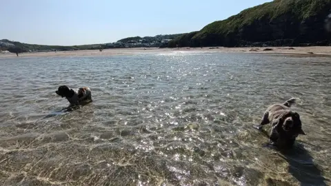 Two dogs in the sea in Cornwall. The dogs are brown and in a couple of inches of water. 