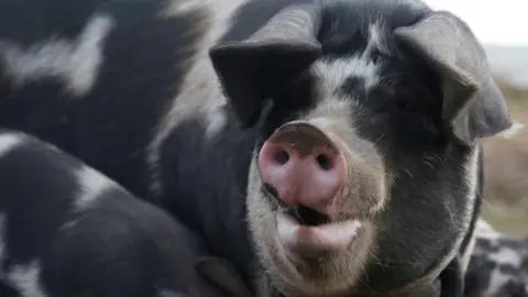 A close up of a black and white pig with a pink snout.