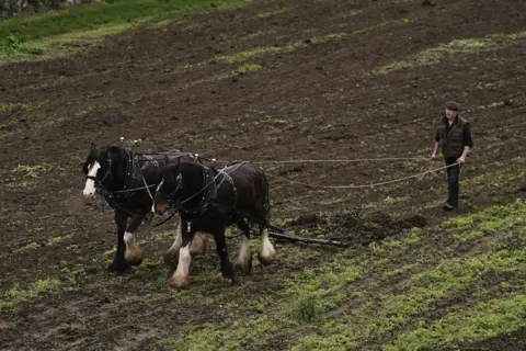 PA Media Shire horses called William and Joey from Hampton Court Palace, plough the moat at the Tower of London