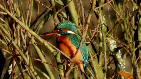 Pamela Copeland A kingfisher sitting among reeds. The reeds are green and brown. The bird is sitting on a reed bending upwards. It is mainly orange and blue, with white spots and teal feathers.