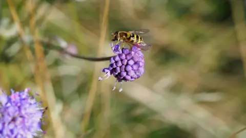 Jonathan Leadbetter A purple flower with a bee hovering over it.