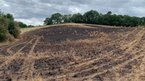 A large area of grassland is burnt. The surrounding trees are untouched but the land is a mix of dark brown patched and light brown grass. 