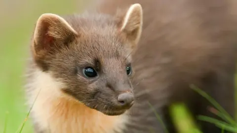 PA Media A close-up shot of a pine marten, which has brown fur, a white fur chest and long whiskers.