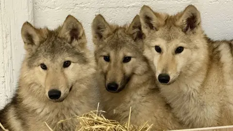 Wolves of Wiltshire Close up of three blonde and brown German Shepherd puppies, sitting close together. They have dark brown eyes and noses and look clean and fluffy.