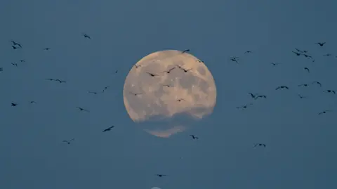 The supermoon is visible in the twilight as dozens of seagulls fly through the frame