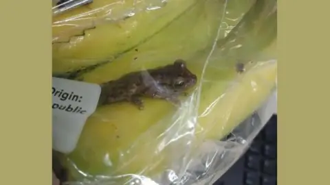 A frog trapped amongst some bananas in a plastic bag.