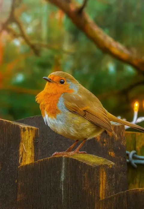 Cheryl Tracey Robin standing on a wooden fence with its red breast puffed out.