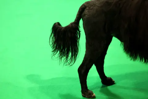 EPA The hind legs of a black dog stand on a green carpet