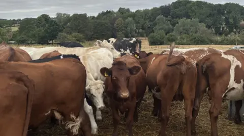 Kian Boyle/BBC Brown and white cows in a field. Most of the cows have their backs to the camera except for one white cow and one brown cow in the middle of herd. There are trees in the background at the edge of the field.