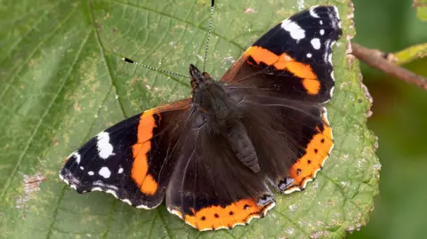 Bath City Farm Red Admiral butterfly