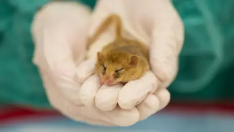 A tiny dormouse is held in hands. It sits on the 2/3 of three fingers of someone wearing surgical gloves. The dormouse has its eyes closed 