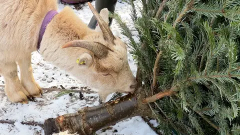A pygmy goat eats a Christmas tree.