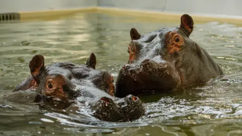 Two hippos, their heads together, peer up over the water in their enclosure. 