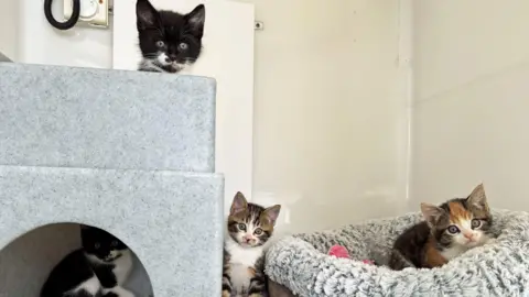A black and white kitten sat on top of a grey cat tower. In the cat tower is another black and white kitten. To the right is a Tabby and white kitten and to the right of that is a tortoiseshell kitten in a grey fluffy cat bed. 