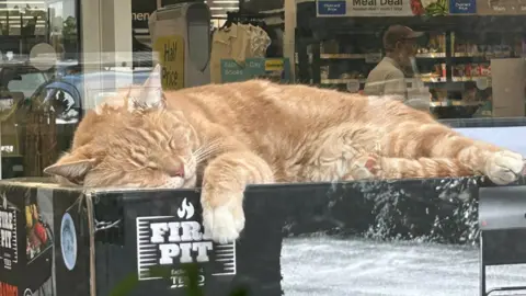 Ginger tabby cat Leo is curled up in a cardboard box in the foyer of Tesco in Warfield, Bracknell store