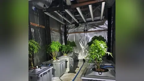 West Mercia Police Several cannabis plants are pictured in two rows inside a room with silver walls and an electric radiator in the centre of the room.