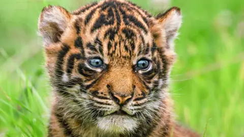 Megan Lee Photography A close up of the sumatran tiger cup with it's tan and black striped fur and white whiskers. 