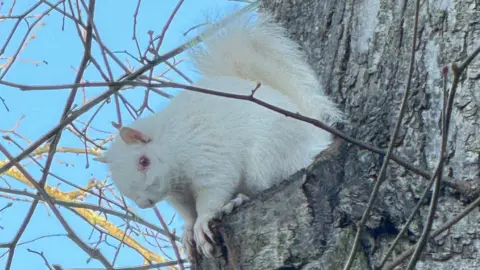 A white albino squirrel in a tree in Haddington, East Lothian. The animal is mainly white, with pink eyes, ears and paws. 