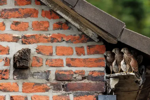 Peter Lindel/Wildlife Photographer of the Year Three young birds cluster at the edge of a nest tucked under a slanted roof against a brick wall. They lean forward together, peering outward as if preparing to move.
