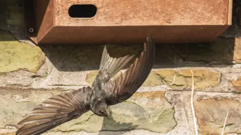 Andrew Fusek Peters A brown swift is dropping and flying from a brown nest box attached to a house. The box has a hole in it. The bird has its wings outstretched