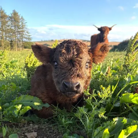 James Hall Highland calf lying in grass, with its mother in the background.