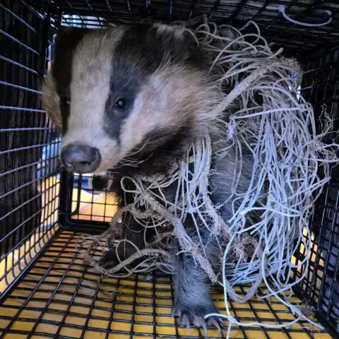 New Arc Wildlife Rescue A badger sits in a metal rescue cage, wrapped in a bits of goal netting