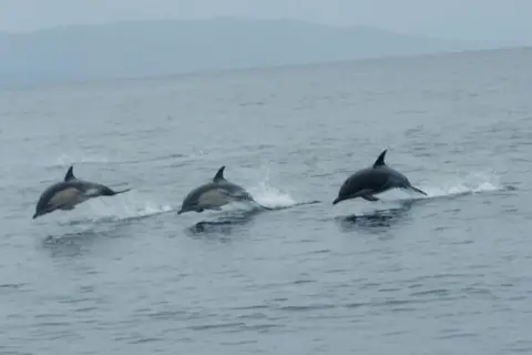 Clare Clark Line of three dolphins leaping from the water.