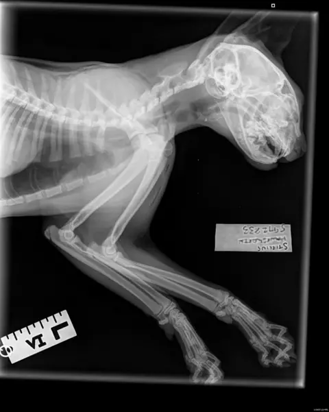 RSPCA A black-and-white X-ray image showing half the skeleton of a kitten. The skull, spine, ribcage, and limb bones are clearly visible, with the front leg bones extended. The head is turned slightly downward, revealing detailed bone structure of the jaw and teeth. There are two labels near the lower part of the image.