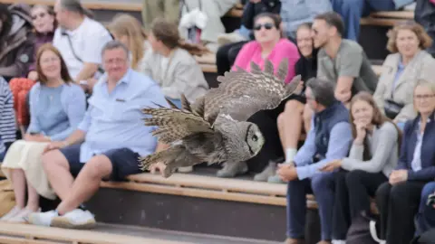 Kynren A large grey owl swoops across a crowd of people sitting in the stands.