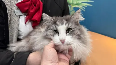 Cats Protection St Albans A long-haired, fluffy grey and white cat with green eyes is held under the chin by someone's hand, while someone in a McDonalds uniform stands behind