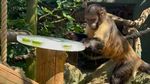 Drusillas Park A capuchin monkey is enjoying an ice lolly.