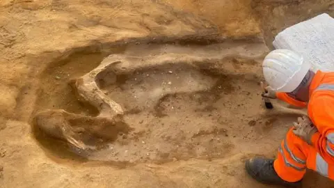 An archaeologist bending over a shadowy shape being brushed out of the sandy soil at at Sizewell C. He is wearing hi-vis orange clothing and a white helmet and the brush is in his right hand. The shadow skeleton of a horse and some bone is raised out of the ground around it, showing its back and hind leg.